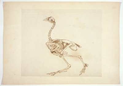 Dorking Hen Skeleton, Lateral View, from 
